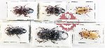 Scientific lot no. 76 Lucanidae (6 pcs)