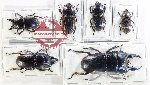 Scientific lot no. 74 Lucanidae (6 pcs - 2 pcs A2)
