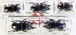 Scientific lot no. 72 Lucanidae (Dorcus spp.) (5 pcs)