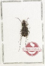 Cylindera (Ifasina) cyclobregna