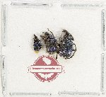 Scientific lot no. 138 Attelabidae (3 pcs)