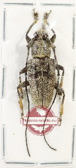 Planodes papulosus