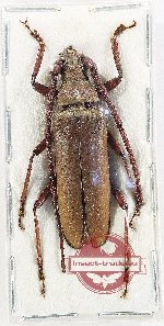 Aegosoma fuliginosum (A-) PARATYPE