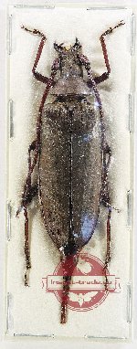 Aegosoma fuliginosum PARATYPE