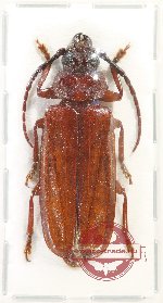 Eurypoda batesi