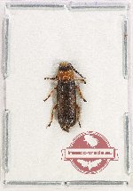 Cleridae sp. 5Z (A2)