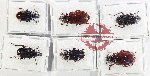 Scientific lot no. 1089 Carabidae (6 pcs - 2 pcs A2)