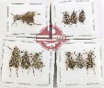 Scientific lot no. 105 Meloidae (10 pcs)