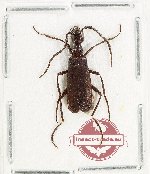 Meloidae sp. 17