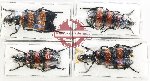 Scientific lot no. 83 Meloidae (4 pcs)