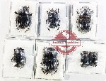 Scientific lot no. 1223 Coprophaga (Coprini spp.) (7 pcs - 1 pc A2)