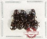 Scientific lot no. 1221 Coprophaga (7 pcs)
