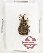 Scientific lot no. 1583 Heteroptera (Aradiidae) (1 pc)
