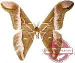 Samia insularis