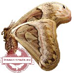 Attacus dohertyi (A-)