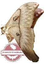 Coscinocera hercules ssp. hercules (good A2)