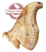 Antheraea tenggaraensis (5 pcs A-)