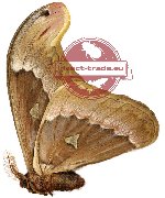 Attacus soembanus (g A2)