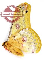 Loepa sumatrana