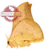 Cricula trifenestrata javana (5 pcs)