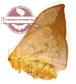 Cricula trifenestrata javana