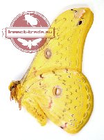 Loepa cynopis (5 pcs A2)