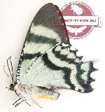 Alcides orontes