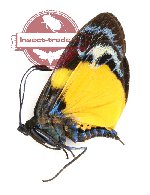 Eterusia angustipennis gaedei