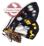 Dysphania auroguttata