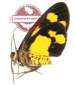 Pseudeusemia flavoplagiata (A-)