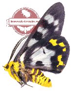 Dysphania numana tentans