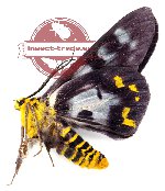 Dysphania numana tentans (A-)