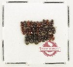 Scientific lot no. 1243 Aphodiinae (28 pcs)