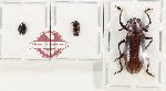 Scientific lot no. 285 Erotylidae (3 pcs - 2 pcs A2)