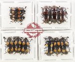 Scientific lot no. 284 Erotylidae (11 pcs)