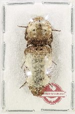 Paracalais sp. 10