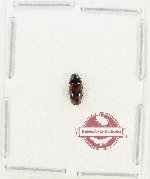 Scientific lot no. 286 Erotylidae (1 pc)