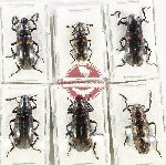Scientific lot no. 283 Erotylidae (6 pcs - 2 pcs A2)