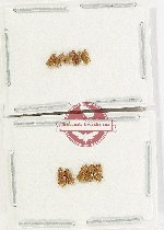 Scientific lot no. 262 Nitidulidae (10 pcs)