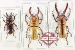 Scientific lot no. 75 Lucanidae (3 pcs)