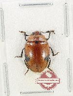 Erotylidae sp. 42