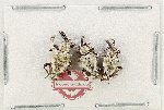 Scientific lot no. 1153 Curculionidae (3 pcs)