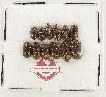 Scientific lot no. 263 Nitidulidae (12 pcs)