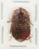 Blattodea sp. 61