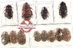Scientific lot no. 142 Blattodea (12 pcs)