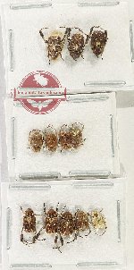 Scientific lot no. 110 Hopliinae (12 pcs - 5 pcs A2)