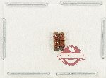 Scientific lot no. 229 Scolytidae (2 pcs)