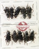 Scientific lot no. 1086 Carabidae (10 pcs)
