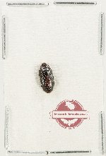 Carabidae sp. 82