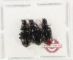 Scientific lot no. 1090 Carabidae (3 pcs)